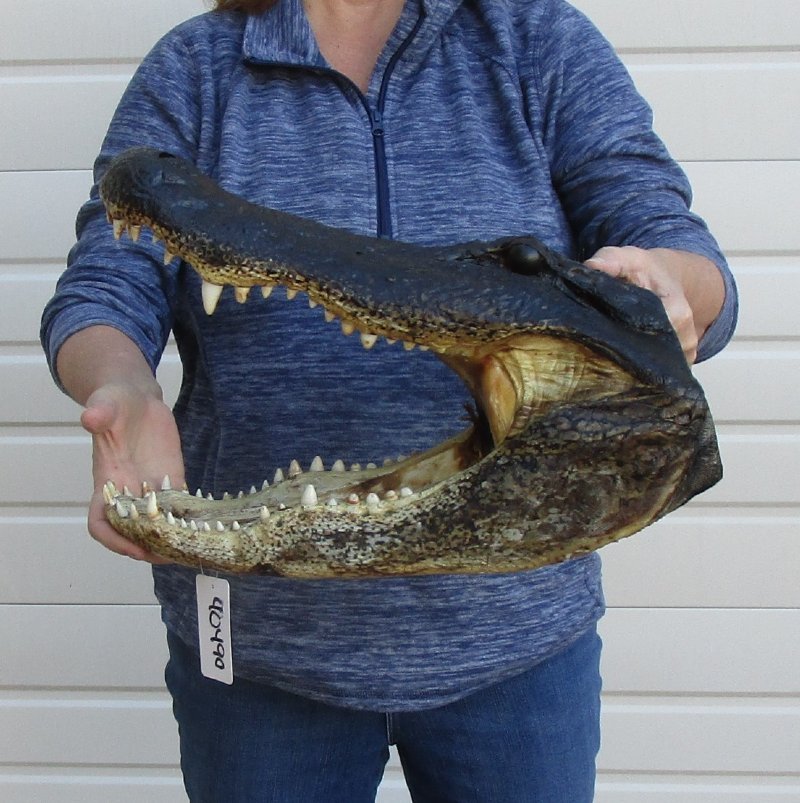 17 inches Huge Alligator Head for Sale from a 10 foot Louisiana gator 100.00