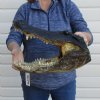 17 inches Wholesale Extra Large Alligator Head for Sale - Pack of 1 @ $100.00 each