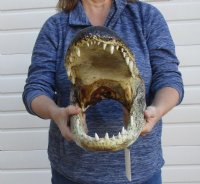 17 inches Extra Large Taxidermy Alligator Head <font color=red> Wholesale</font>  - Packed 2 @ $99 each
