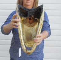 17 inches Extra Large Alligator Head <font color=red> Wholesale</font> for $110.00
