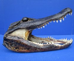 16 inches Large Alligator Heads <font color=red> Wholesale</font>  - Case of 2 @ $72 each