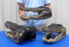 18 inches Extra Large Wholesale Alligator Heads for Sale from an 11 foot Louisiana gator - Packed 1 @ $119.99 each