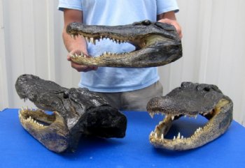 17 inches Extra Large Alligator Head <font color=red> Wholesale</font> for $110.00