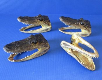 Small Alligator Heads <font color=red> Wholesale</font>, 4-7/8 to 6 inches long - 20 @ $7.75 each