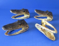Small Alligator Heads <font color=red> Wholesale</font>, 4-7/8 to 6 inches long - 20 @ $7.75 each