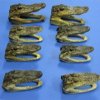 4-7/8 to 6 inches Small American Alligator Head for Sale - Pack of 1 @ $13.99 each Plus $9.65 1st Class Mail Shipping
