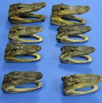 4-7/8 to 6 inches Small Taxidermy Alligator Head for $11.65 each