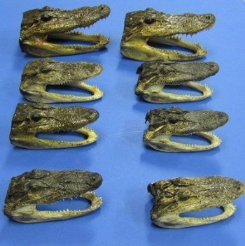 Small Alligator Heads <font color=red> Wholesale</font>, 4-7/8 to 6 inches long - 20 @ $7.75 each