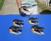 6 to 7-3/4 inches Taxidermy Alligator Head for Sale - Pack of 1 @ $15.99 each; Pack of 3 @ $12.80 each