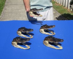 6 to 7-3/4 inches <font color=red>Wholesale</font> Real Taxidermy Alligator Heads - 12 @ $9.45 each