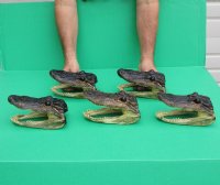 6 to 7-3/4 inches Real <font color=red>Wholesale</font>  Alligator heads from a 4 foot gator -  Pack of 12 @ $8.00 each