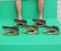 6 to 7-3/4 inches Taxidermy Alligator Heads <font color=red>Wholesale</font> - 12 @ $9.45 each