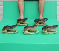 6 to 7-3/4 inches Taxidermy Alligator Heads <font color=red>Wholesale</font> - 12 @ $9.45 each