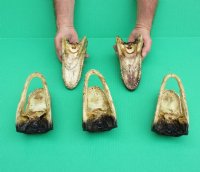 6 to 7-3/4 inches Taxidermy Alligator Heads <font color=red>Wholesale</font> - 12 @ $9.45 each