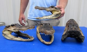 8 to 8-1/2 inches Taxidermy Alligator Heads  <font color=red>Wholesale</font> - 8 @ $11.70 each