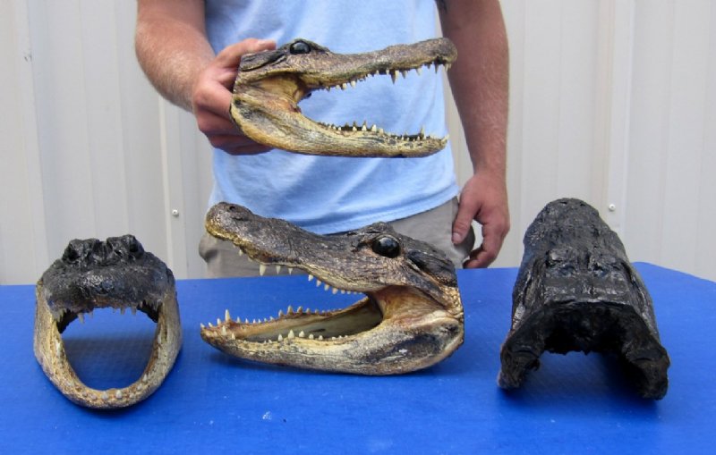 Free Shipping 9 inches Preserved Alligator Head Souvenir for Sale