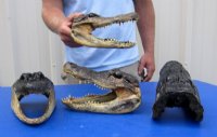 Alligator Heads 9 to 9-1/2 inches <font color=red> Wholesale</font> - Pack of 8 @ $14.50 each