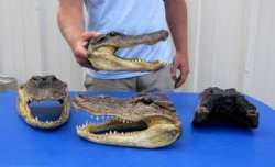 Alligator Heads 9 to 9-1/2 inches <font color=red> Wholesale</font> - Pack of 8 @ $14.50 each