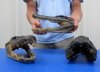11 to 11-1/2 inches Taxidermy Alligator Head Souvenir for Sale - Packed 1 @ $29.99 each