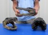 11 to 11-1/2 inches Wholesale Taxidermy Alligator Heads for Sale -  Case: 6 @ $18.75 each
