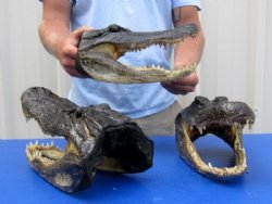 12 inches Taxidermy Alligator Head Souvenir from an 8 foot gator - $42.99 each