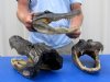 12 inches Wholesale Alligator Head Souvenirs for Sale from 8 foot Louisiana Gator -   Case of 6 for $22.00 each