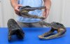 13 inches Preserved Alligator Head for Sale from a Louisiana Gator - Pack of 1 @ $39.99 each 