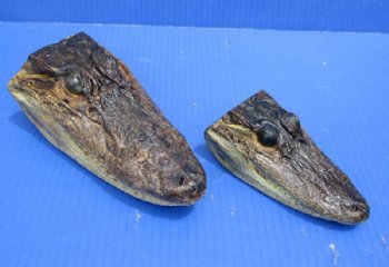 4 to 7 inches Closed Mouth Alligator Head <font color=red> Grade B</font> - 2 @ $9.00 each
