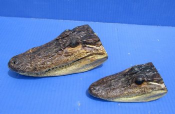 4 to 7 inches Closed Mouth Alligator Head <font color=red> Grade B</font> - 2 @ $9.00 each