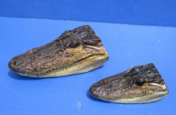 Small Closed Mouth Alligator Heads <font color=red> Wholesale Grade B</font>, 4 to7 inches long - 20 @ $5.00 each