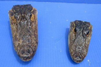 4 to 7 inches Closed Mouth Alligator Head <font color=red> Grade B</font> - 2 @ $9.00 each