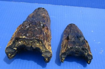 4 to 7 inches Closed Mouth Alligator Head <font color=red> Grade B</font> - 2 @ $9.00 each
