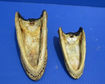 4 to 7 inches Closed Mouth Alligator Head <font color=red> Grade B</font> - 2 @ $9.00 each