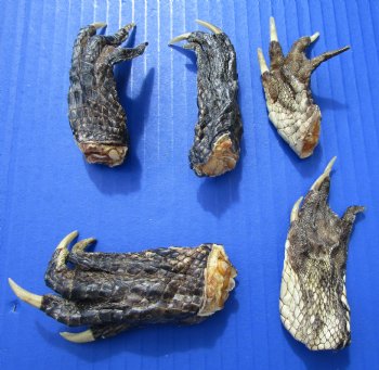 1-1/2 to 4 inches Louisiana Alligator Feet for Sale - 20 @ $1.28 each