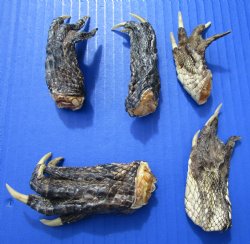 1-1/2 to 4 inches Louisiana Alligator Feet <font color=red> Wholesale</font>- 120 @ $.85  each