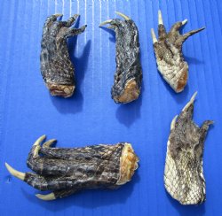 1-1/2 to 4 inches Louisiana Alligator Feet for Sale - 20 @ $1.28 each