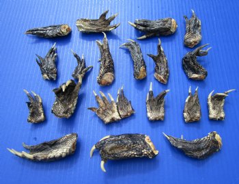 1-1/2 to 4 inches Louisiana Alligator Feet for Sale - 20 @ $1.28 each