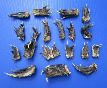 1-1/2 to 4 inches Louisiana Alligator Feet for Sale - 20 @ $1.28 each