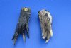 3 to 4-7/8 inches Preserved Florida Alligator Feet for Sale in Bulk - Pack of 10 @ $3.60 each