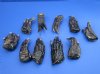 3 to 5 inches  Wholesale Preserved Florida Alligator Feet for Sale in Bulk - Case of 40 @ $2.25 each