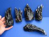 6 to 6-7/8 inches Extra Large Preserved Florida Alligator Feet for Sale - $14.99 each