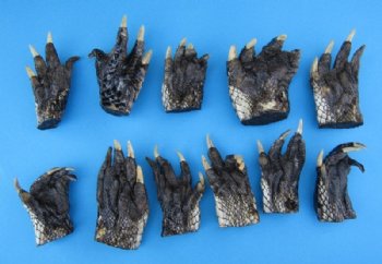 Large Taxidermy Alligator Feet 3 to 4-1/2 inches - 5 @ $5.25 each