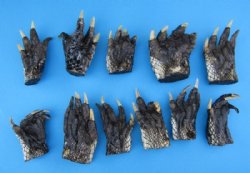Large Taxidermy Alligator Feet 3 to 5 inches <font color=red> Wholesale</font> - 50 @ $2.00 each