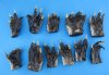 2-1/2 to 3 inches Bulk Preserved Florida Alligator Feet for Crafts - Pack of 20 @ $2.40 each;  