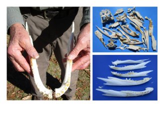 Alligator Bones in Bulk and Hand Selected