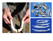 Alligator Bones