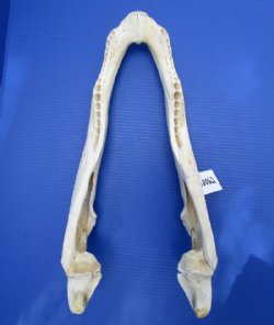 Alligator Bones