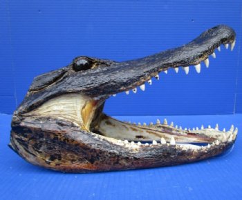 Alligator Head, Alligator Heads