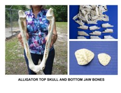 Alligator Bones