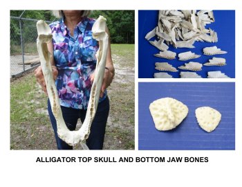 Alligator Bones